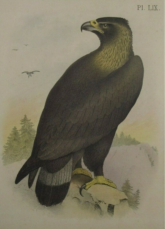 Golden Eagle Antique Bird Print Original Color Lithograph Theodore Jasper 1888