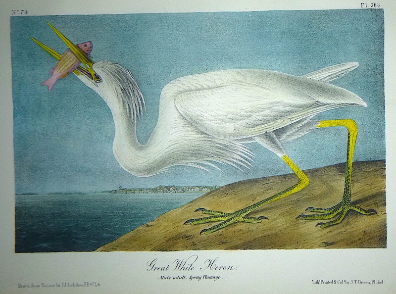 Audubon Octavo GREAT WHITE HERON Birds of America original hand colored litho gallery