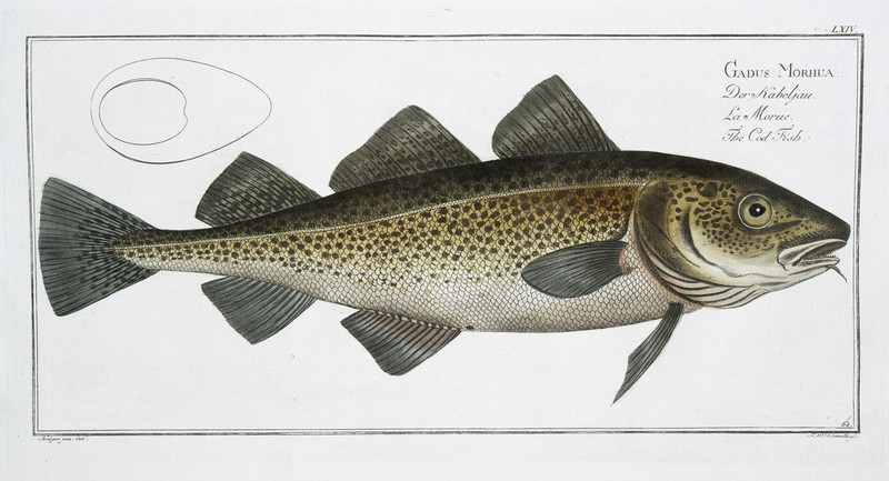 Marcus Bloch 1785 – Plate 064 Gadus Morhua The Cod Fish – 13×19 Reproduction