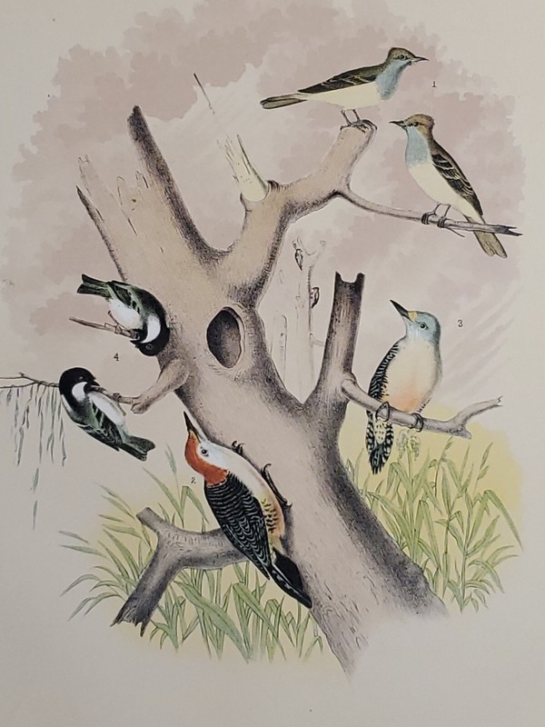 Chickadee, Woodpecker, Hawk, Crested Fly-Catcher Lithograph 1881 Theodore Jasper