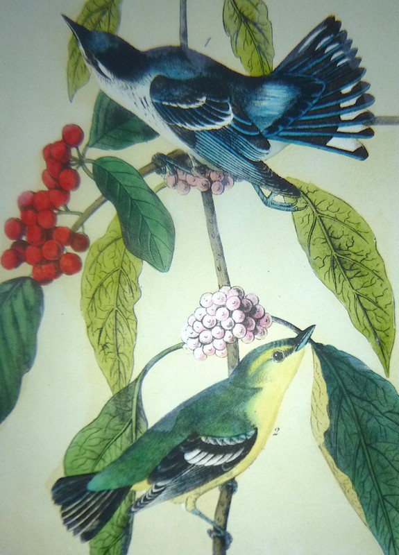 Audubon 3rd ed Octavo CERULEAN WOOD WARBLER Birds of America 1859 original gallery