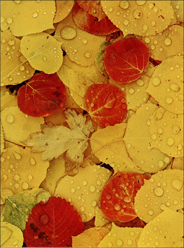 1975 Vintage Print Fall Leaves Colorado Crystal River Canyon In September Rain
