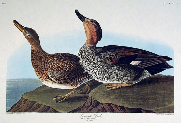 John James AUDUBON / Gadwall Duck From The Birds of America Amsterdam Edition