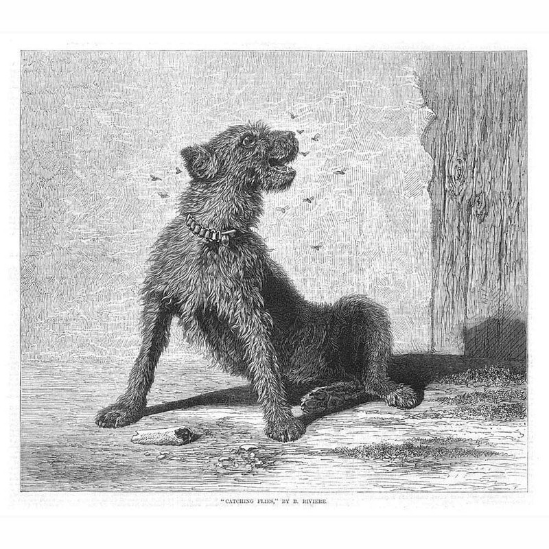 BRITON RIVIERE Catching Flies – Antique Print 1870