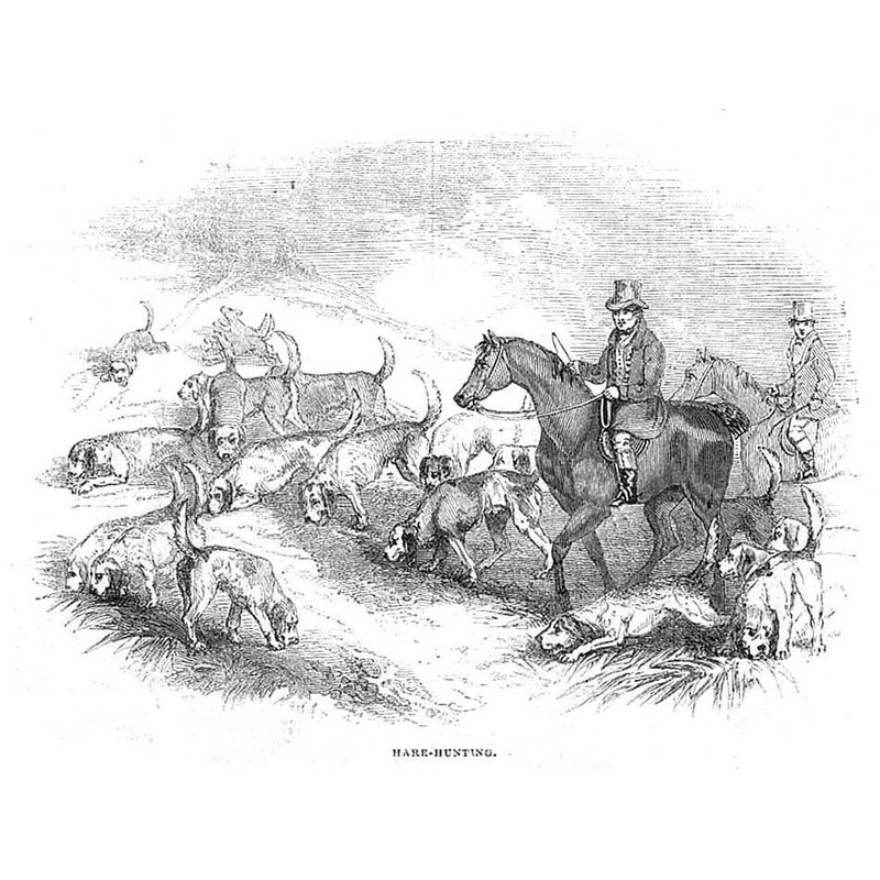 Hare Hunting with Dogs – Antique Print 1843