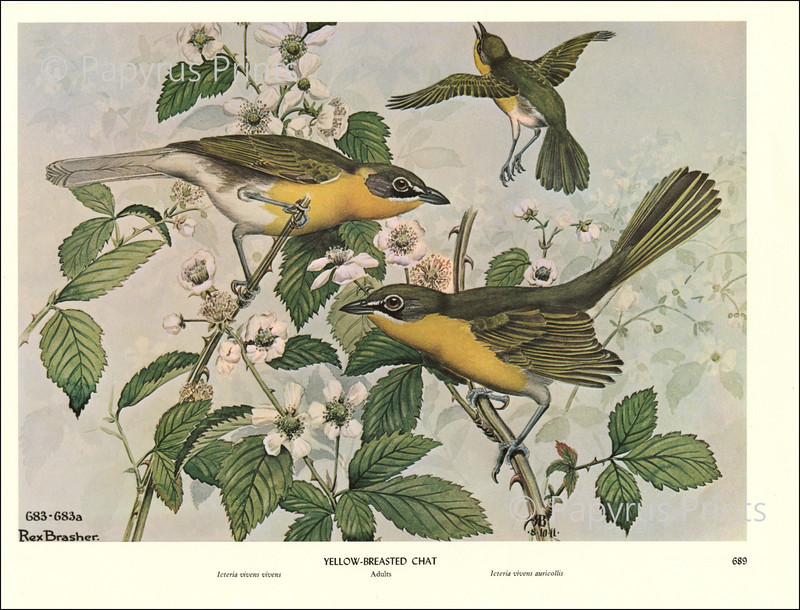 1962 Vintage Print Yellow Breasted Chat Bird Flower Illustration Image Brasher