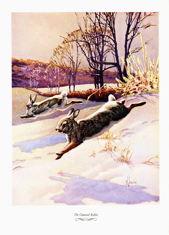 1957 Vintage Print Game Hunting Cottontail Rabbit Sport Snow Nature Rabbits