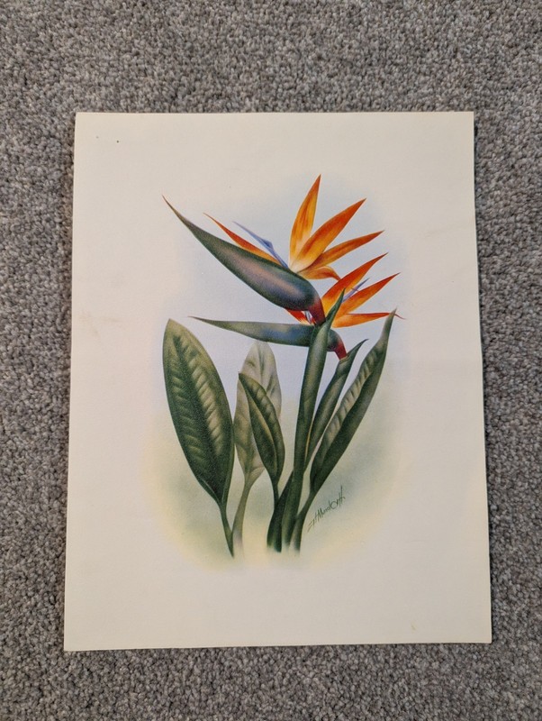 Ted Mundorff Bird Of Paradise Flower Print Orange Floral Vintage Hawaiian