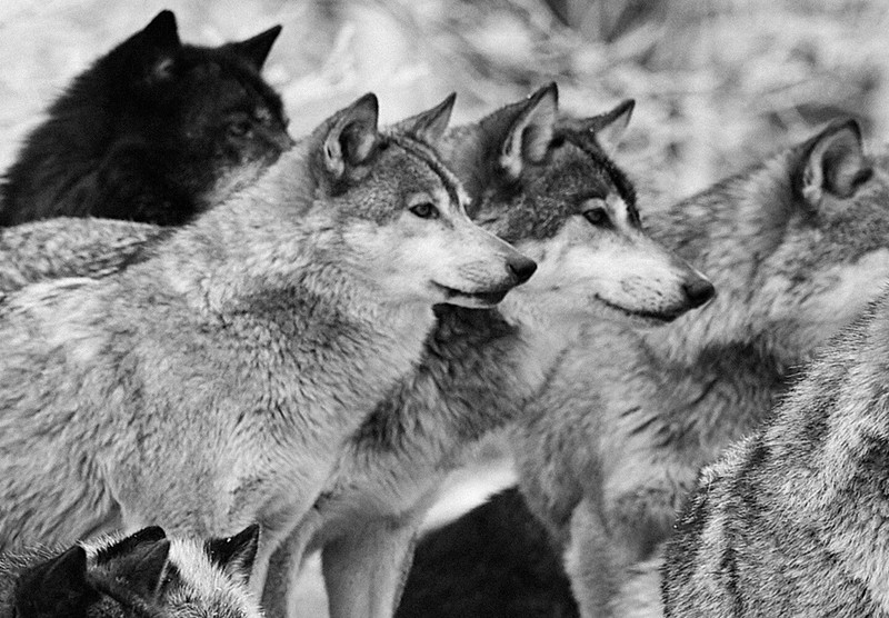 WOLF PACK ANIMALS Canvas Print Framed Wall Art Picture Photo Image g-B-0140-b-a gallery