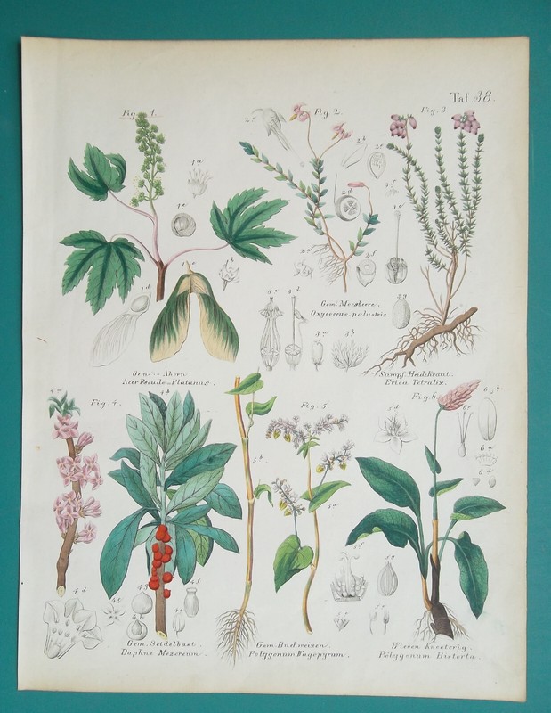 FLOWERS Plants Blackthorn Hawthhorn Mountain Ash Snakeweed – 1845 COLOR Print