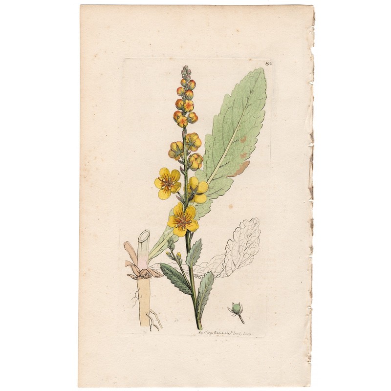 Antique 1797 Sowerby English Botany hand-colored engraving 393 Moth Mullein