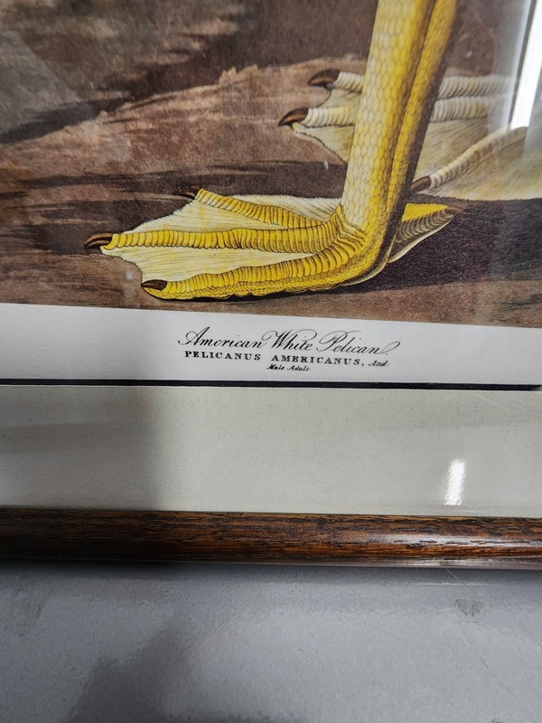 Audobon American White Pelican Framed Art Print 15" x 21" gallery