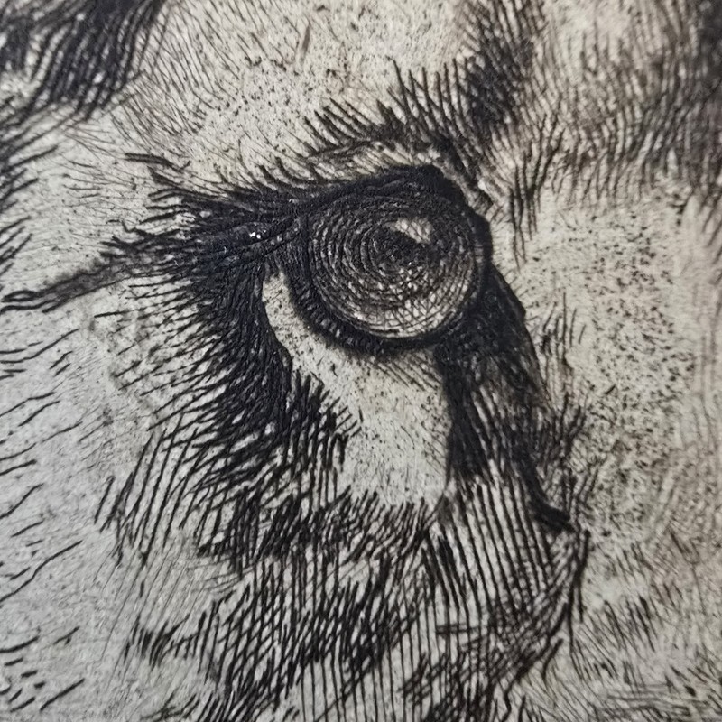 Herbert Dicksee Etching “His Royal Highness” Antique Lion Portrait Wildlife Art gallery