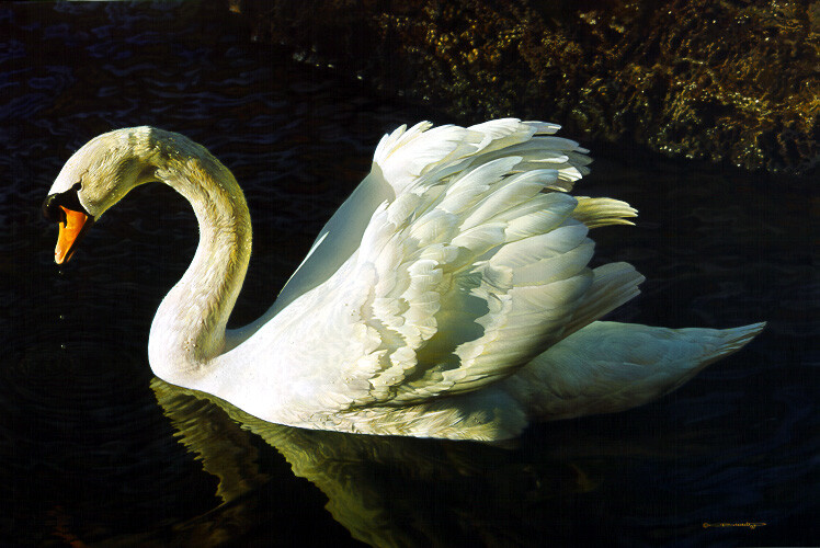 Carl Brenders MEMORIES OF TCHAIKOVSKY Mute Swan, art print #7/1750