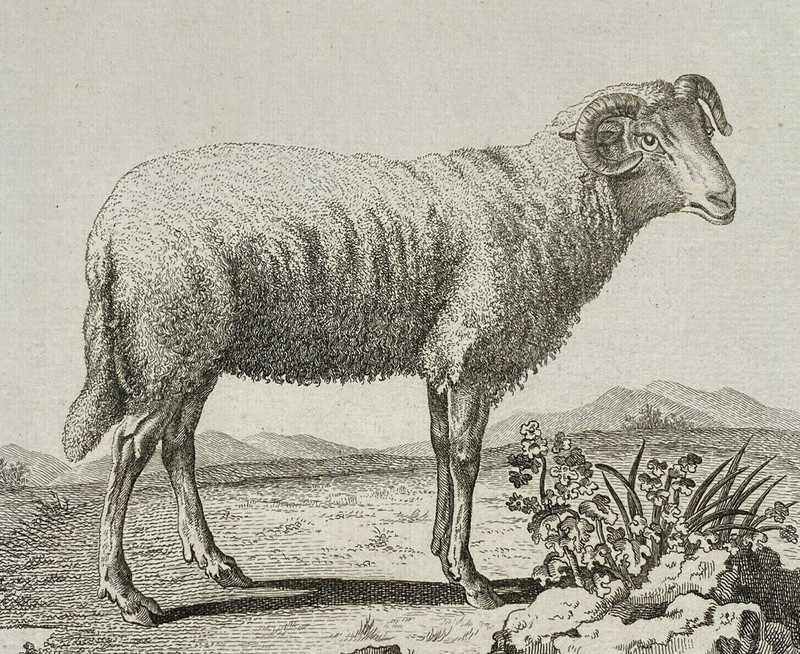 Sheep «Ovis Aries Linn» engraving by De Seve & Sculpted by Bock ca. 19th c.