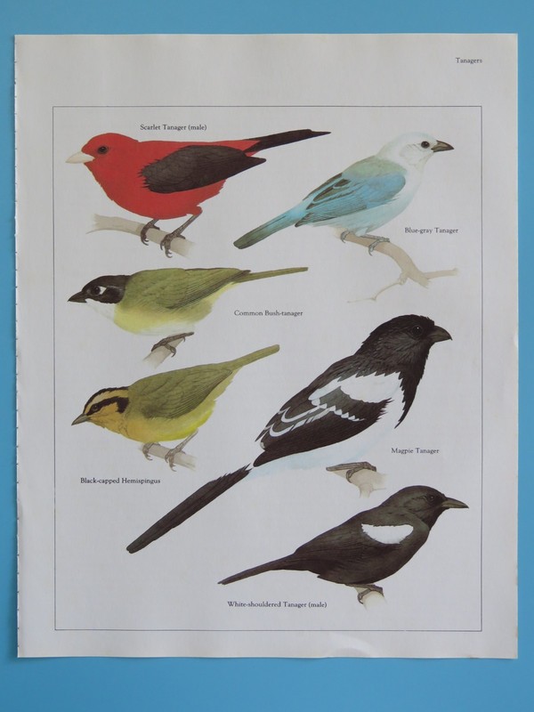 Orig. 1984 Color Bird Print Blue-gray Scarlet, Bush, Magpie Tanager/Hemispingus+
