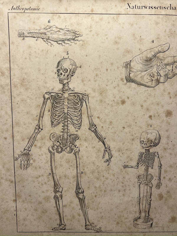 ANTIQUARIAN LITHOGRAPH 1833 SKELETON SKULL ANATOMY ANTHROPOLOGY BONE