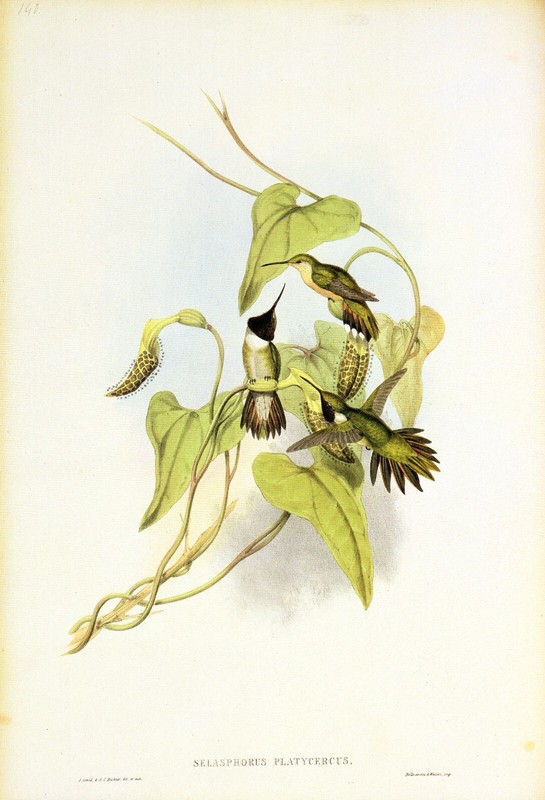 1990 Vintage HUMMINGBIRD #140 «BROAD TAILED FLAME BEARER» GOULD Art Lithograph