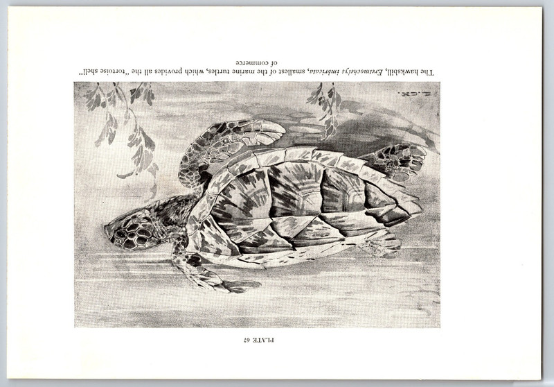 1938 Turtle Print – Hawksbill Marine Turtle, Vintage Prints