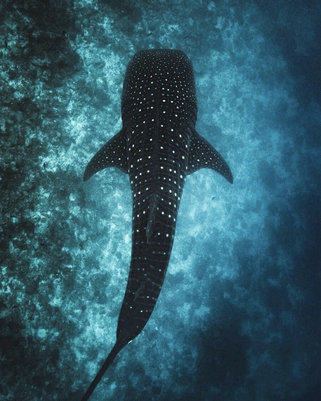 Whale Shark Underwater Ocean Animals Wall Art Photo Print Home & Wall Decor