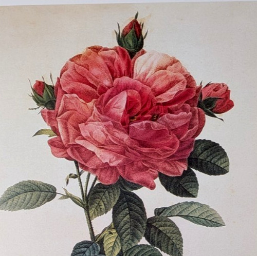 Redouté Large Flowered French Rose Botanical Flower Art Book Plate 168