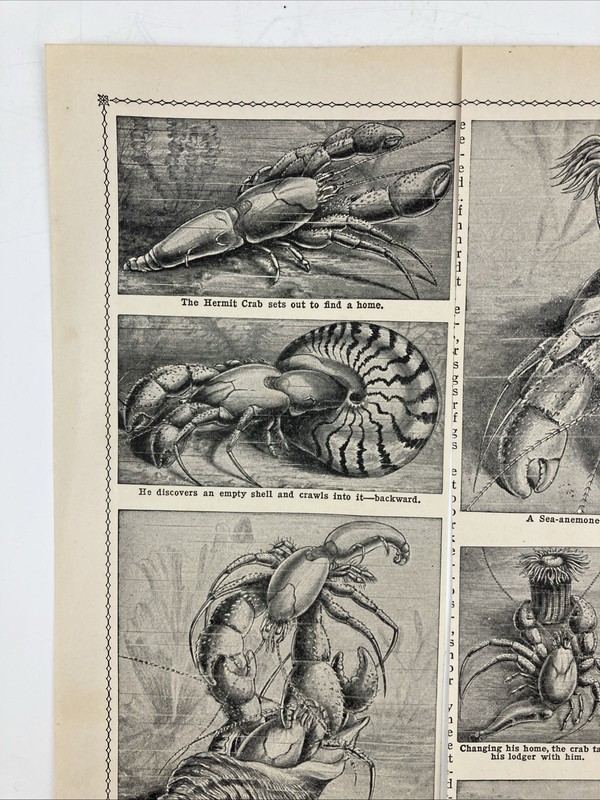Set 2 Vintage 1935 HERMIT CRAB and SEA SHELLS Art Prints Anemone 3.5x7.5" gallery