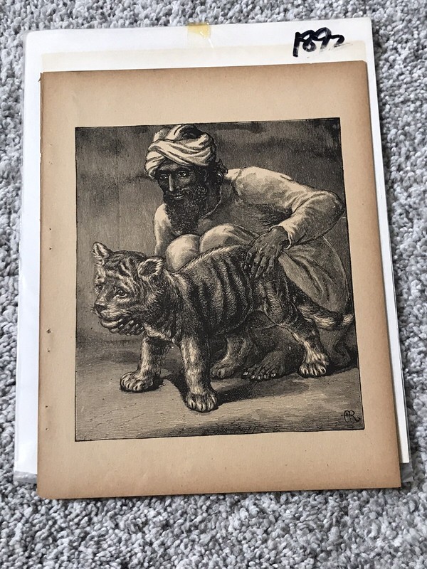 Vtg 1892 Art Print From Story Book Indian Man with Tiger Cub Kitten Hindi Sikh