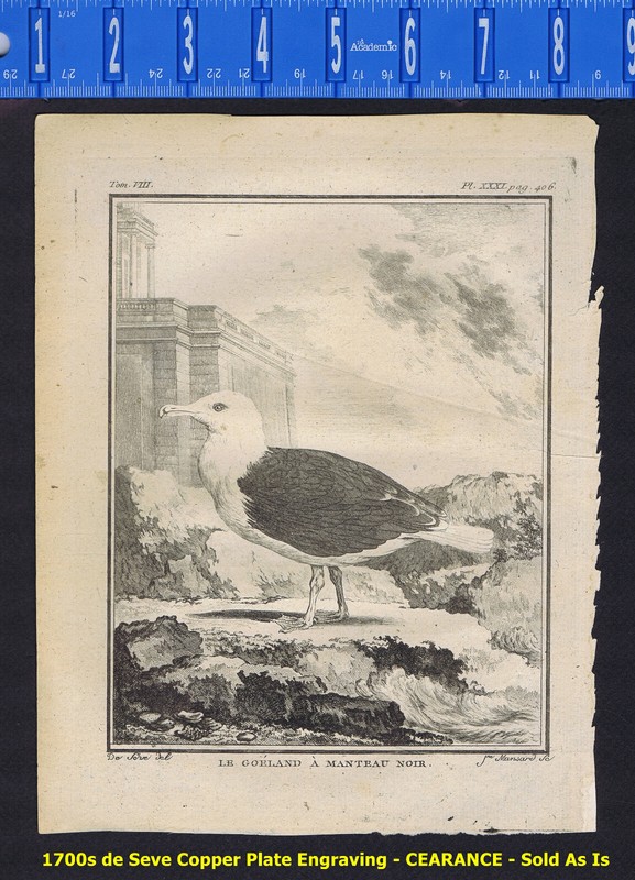 The Black Backed Gull -Le Goeland A Manteau Noir -1780 de Seve/Buffon CLEARANCE