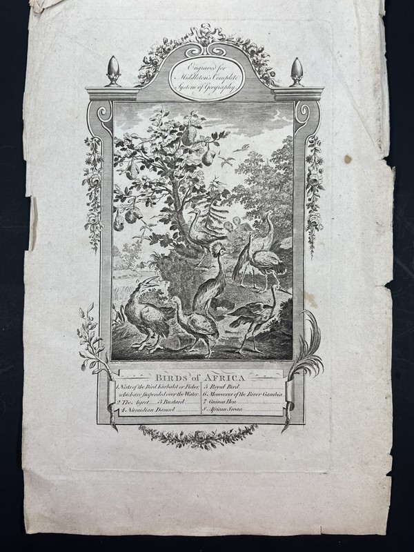 18th Century Antique Engraving Birds Of Africa Middleton Geography 14×9”