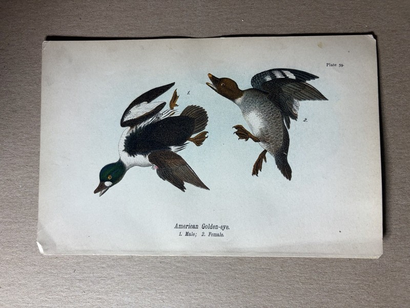 Birds Of Pennsylvania Antique Print 9×6 In- American Golden Eye- 1890 Authentic
