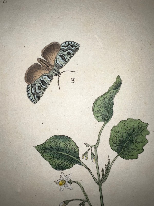 1798 DONOVAN NATURAL HISTORY BRITISH INSECTS H/C #223 Buff Arches Moth