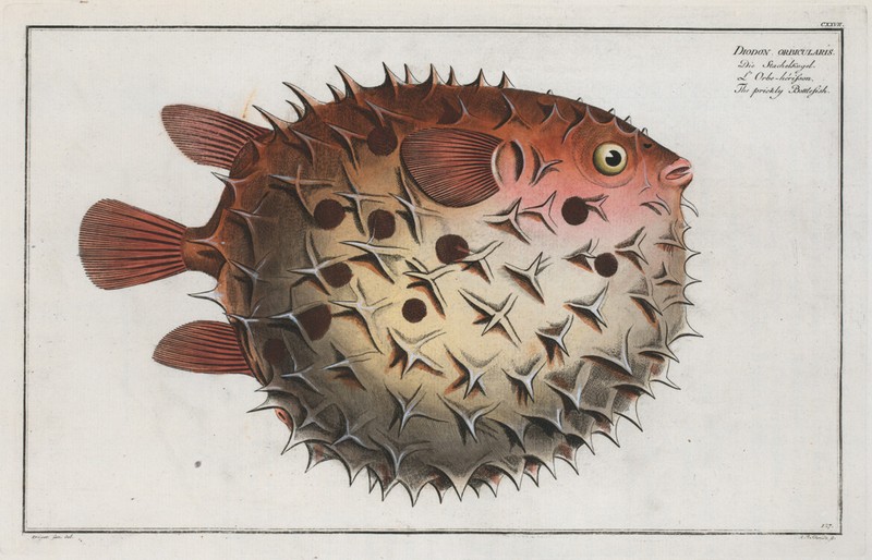 Marcus Bloch 1785 – Prickly Bottlefish Porcupine Puffer – 17 x 22 Print