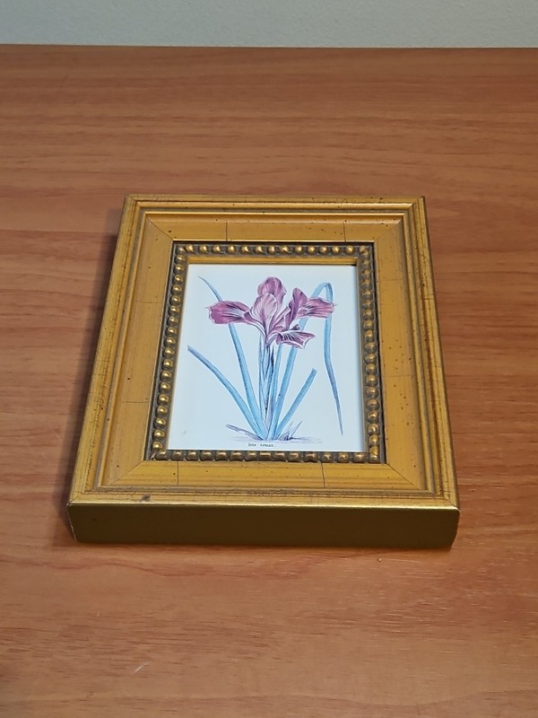 Balangier 5 Inch Numbered Iris Portrait