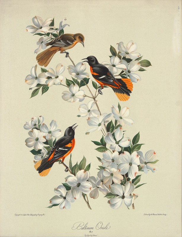 ROGER TORY PETERSON Vintage XRare 1942 Halftone Lithograph BALTIMORE ORIOLE NO 6