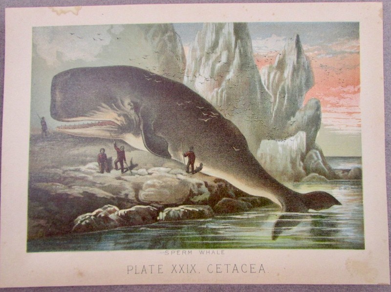 CETACEA SPERM WHALE 1880 ORIGINAL CHROMOLITHOGRAPH PRINT ARTIC