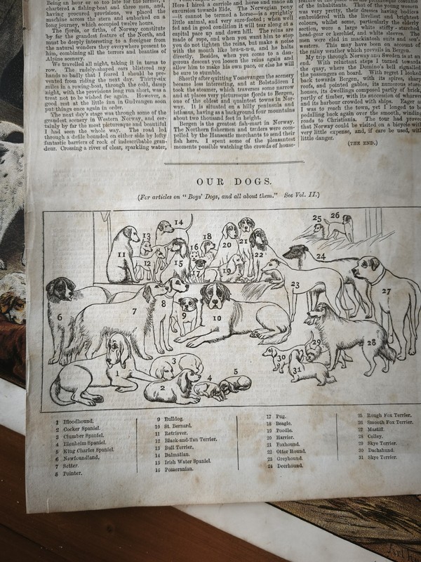 Antique 1883 Victorian Era Pet Dog Breeds Book Print Picture Pets Dogs Breed Art gallery