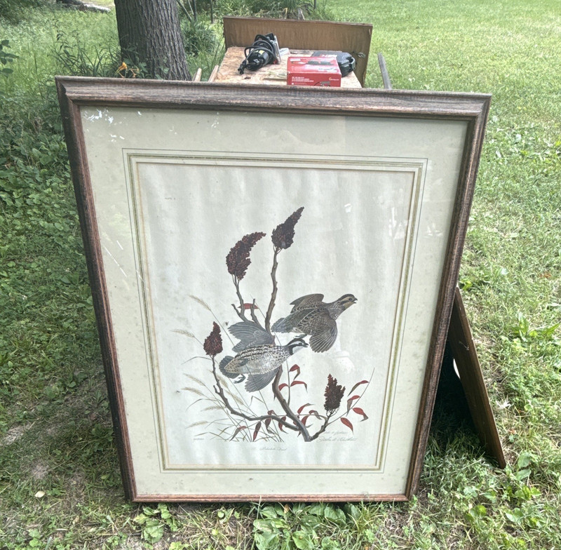 John A. Ruthven Framed Limited Edition Large Portrait Print «Bobwhite Quail»