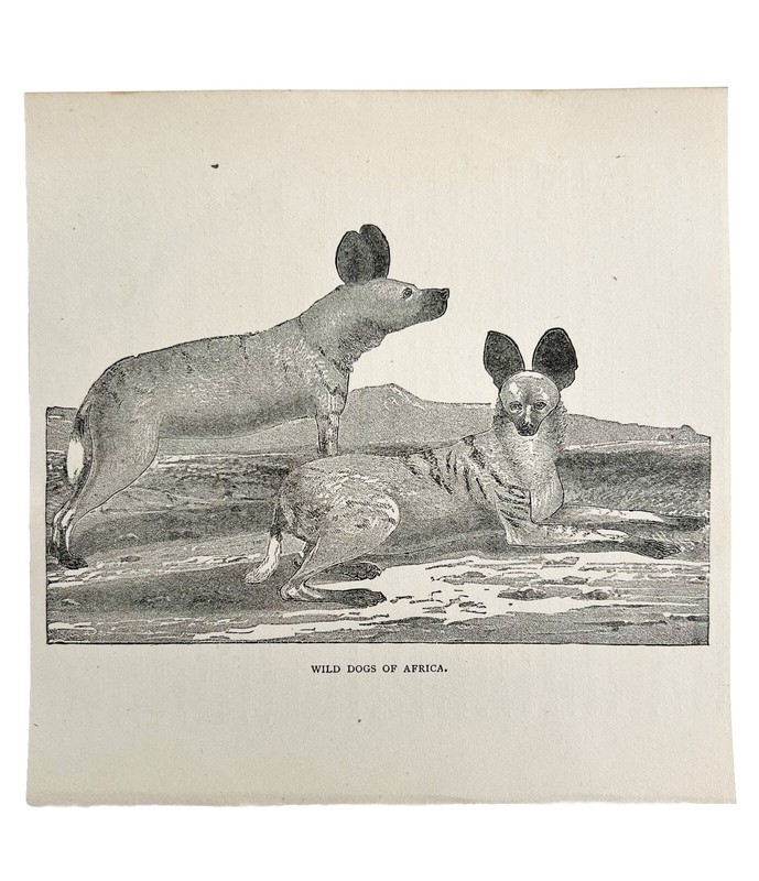 African Wolf Dogs Cape Hunting 1887 Wood Engraving Victorian Art DWEE34 gallery