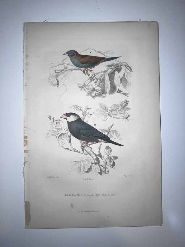 1860 Orbigny Buffon BIRDS Hand Colored Engraving Finch