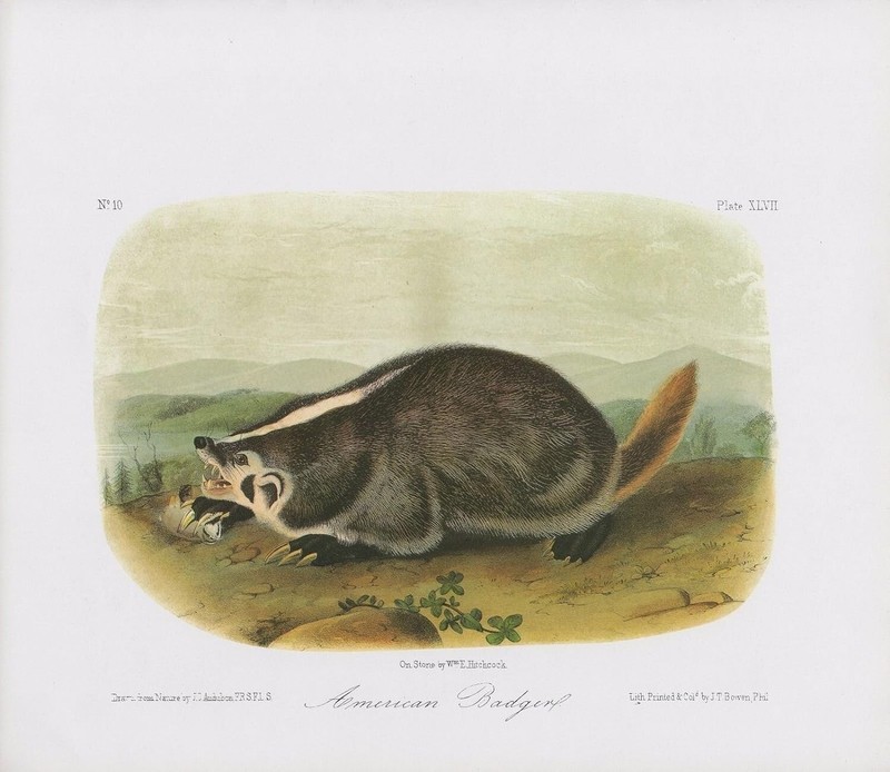 1989 Audubon Vintage «American Badger» Wild Nature Mammal Color Art Lithograph