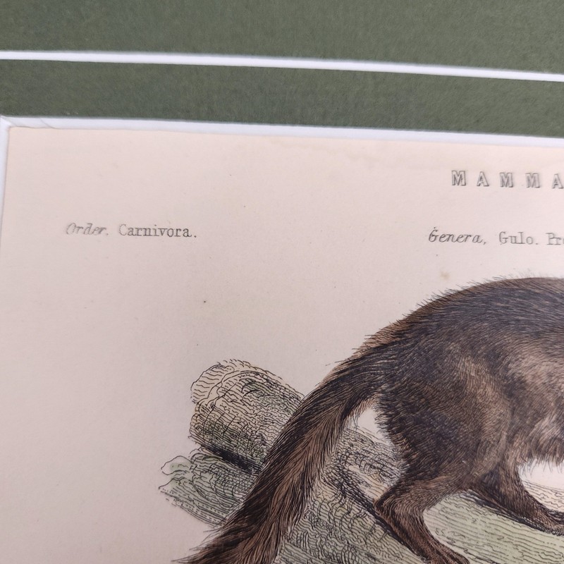 Virtue & Yorston Antique Hand Colored Mammalia Print Wall Decor Raccoon gallery