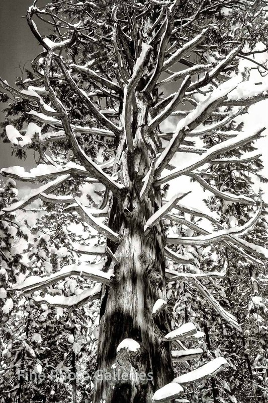 1935/80 Vintage ANSEL ADAMS Landscape Yosemite Cedar Tree Winter Tritone Photo