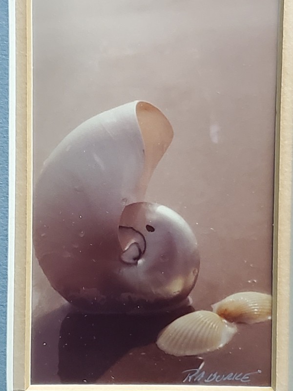 Ruth Burke Original Photo Nautilus Sea Shells Seabrook TX Signed Framed Art