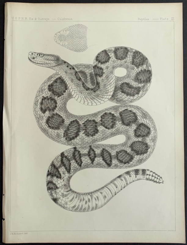 Four Snake Rattlesnake Prints 1855-58 Lithographs - Pacific Railroad Survey gallery