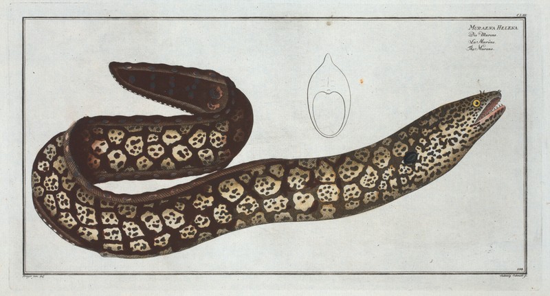 153 Marcus Bloch 1785 Muraena Helena Murane Moray Eel 13×19 Repro