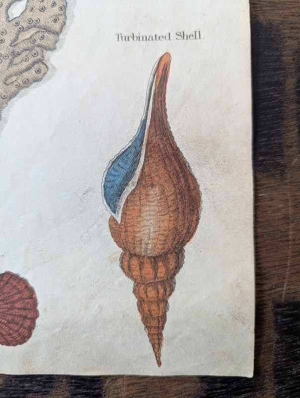 Antique c1815 Natural HistoryPrint Hand Coloured Engraving Sea Creature Sponge gallery