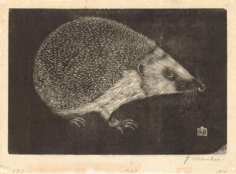 Hedgehog [woodcut] : Jan Mankes : 1916 : Archival Quality Art Print