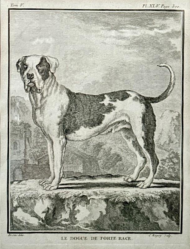 6 Antique French Jacques de Seve (1742- 1788) Naturalist Dog Etchings/Engraving gallery