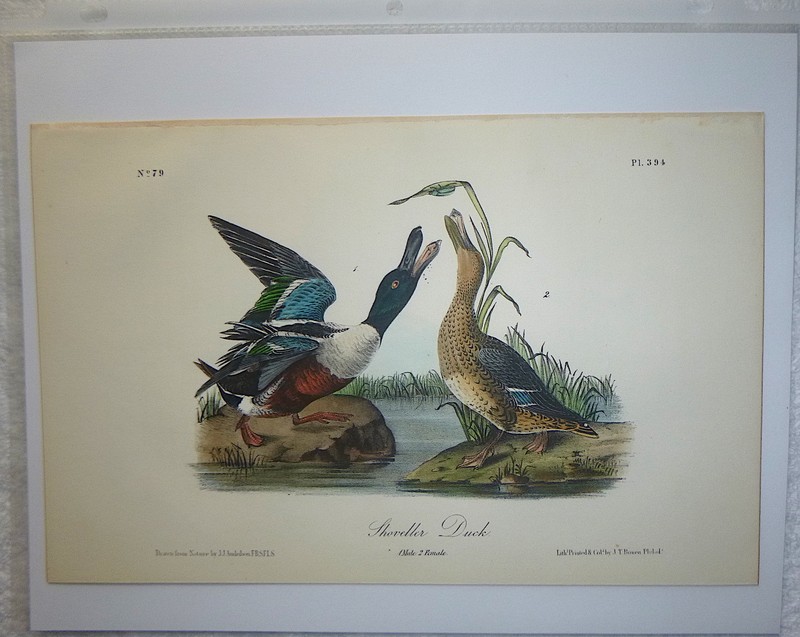 Audubon Octavo SHOVELLER DUCK Birds of America original hand colored litho 1856 gallery