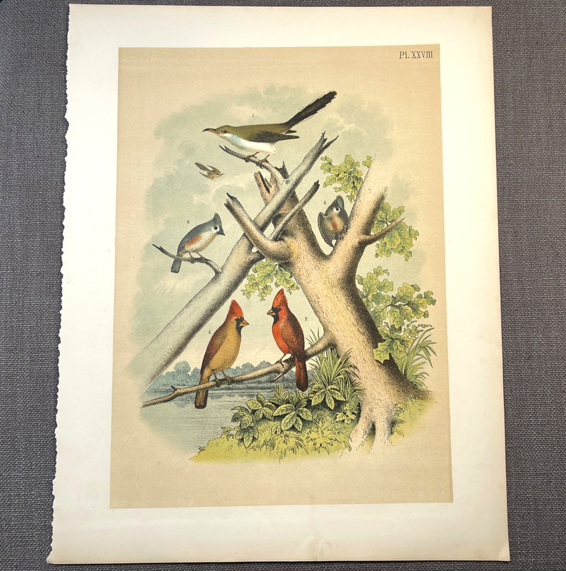 1878 Studer Chromolithograph Songbirds Antique Zoological Bird Illustration gallery